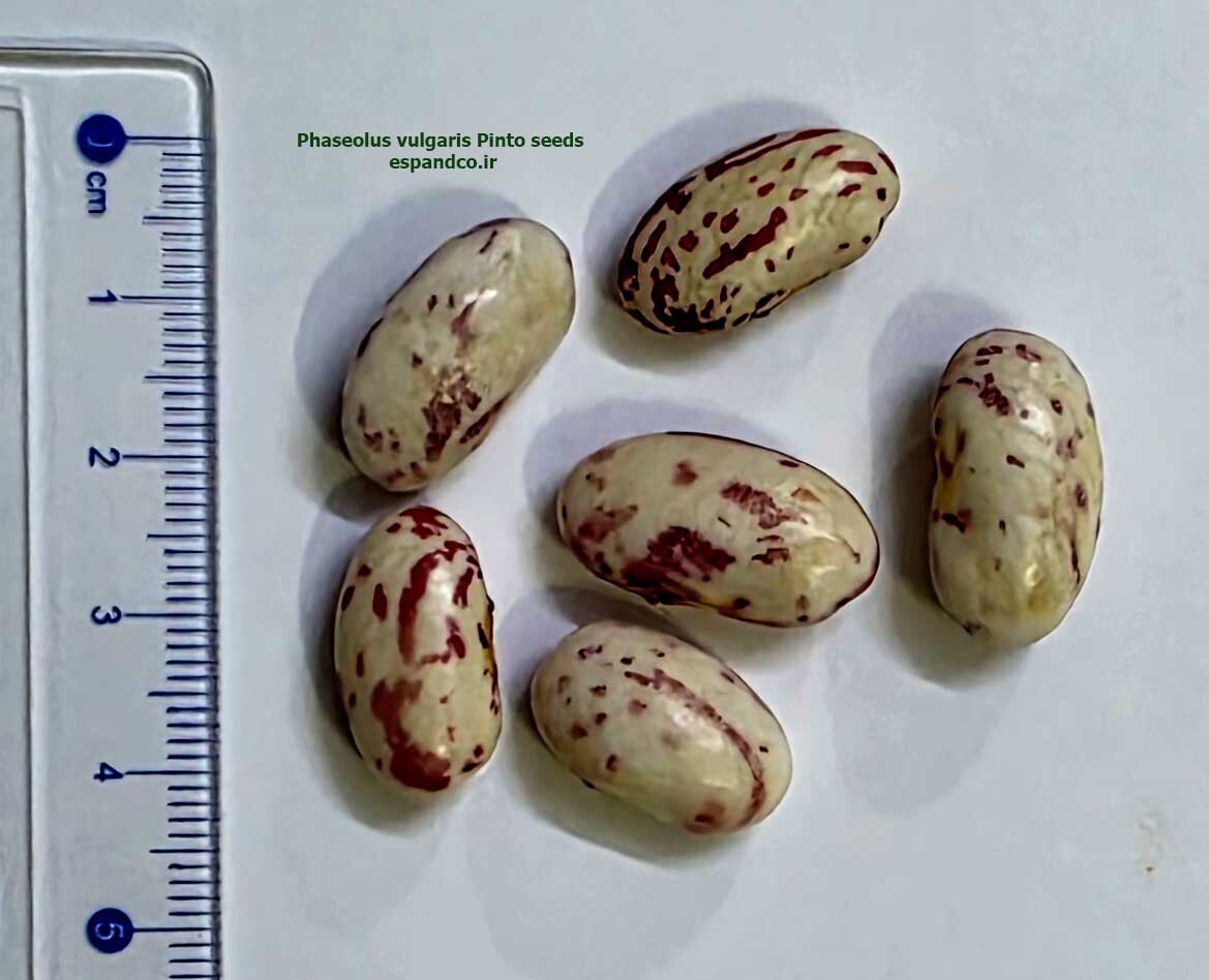  لوبیا چیتی 